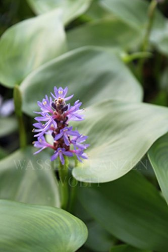 2er-Set - Pontederia cordata - winterhart - herzblättriges Hechtkraut, blau - Wasserpflanzen Wolff