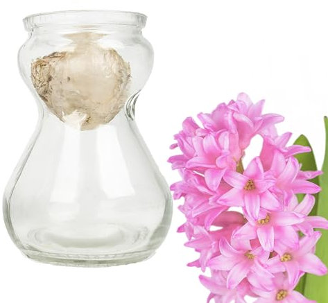 Bunte Hyazinthen Blumenzwiebeln im Glas - mehrjährig winterhart - echte Pflanzen in Glasvasen für Tischdeko - Frühblüher Steckzwiebeln in verschiedenen Farben erhältlich (1 Rosa)