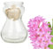 Bunte Hyazinthen Blumenzwiebeln im Glas - mehrjährig winterhart - echte Pflanzen in Glasvasen für Tischdeko - Frühblüher Steckzwiebeln in verschiedenen Farben erhältlich (1 Rosa)