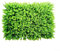 Yuanpgky Sichtschutz Hecke Wand Landschaftsbau Gartenzaun UV Verblassen geschützt Dekorative Grüne Graszaun Panel Kunstrasen Dekorative Laubhecke (#2)