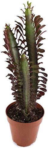 Euphorbia trigona f. rubra - pflegeleichtes dreikantiges Wolfsmilchgewächs - dekorative Sukkulente für das sonnige Fensterbrett in Büro und Wohnung