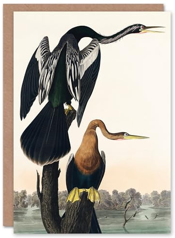 Artery8 John James Audubon Art Card Black Bellied Darter Bird