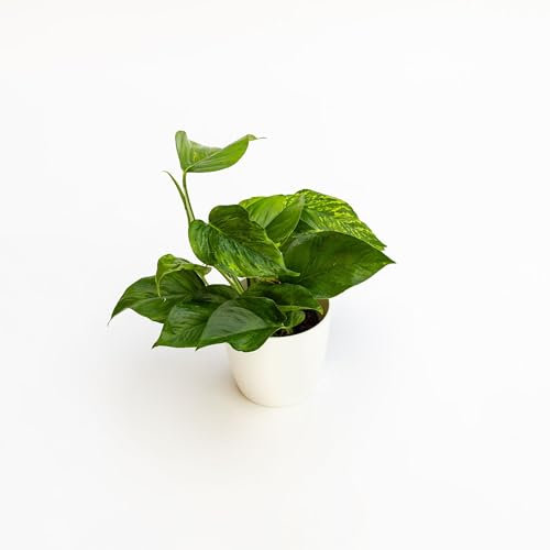 Pothos aureus Marble Green