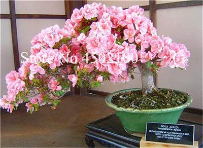 Bloom Green Co. 100 Unids Exóticos Azalea Bonsai Japonesa, Azalea Rododendro Mixta, Azalea Flor Bonsai Ãrbol Diy Seedssplant Para Jardín De Hogar: 3