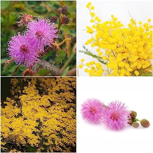 20 pcs bonsai samen mimose - kräutergarten küche schattenpflanzen blumenwiese,Mimosa pudica,mimosen pflanzen wildkräuter samen garten pflanzen wiesenblumen bienenfreundliche blumensamen