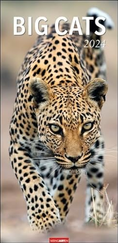 Big Cats - Kalender 2024 - Weingarten-Verlag - Fotokalender im Vertikalformat - Wandkalender mit beeindruckenden Tierportraits - 33 cm x 68 cm
