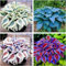 Funkien Zwiebeln,Winterharte mehrjährig,Dekorative Blumen,Funkien pflanze,seltene pflanzen,funkien Rhizome,Hosta plantaginea,funkien hosta,funkien kaufen,hosta pflanze winterhart.-10zwiebeln-greenI