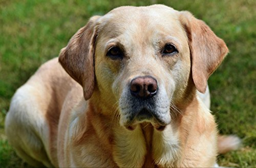 hansepuzzle 34622 - Labrador Puzzle 500 Teile - Tierwelt Motiv mit hochwertiger Aufbewahrung: Kartonbox und wiederverschließbarem Beutel - Format 46 × 30 cm