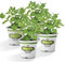 Pack de 4 Hierbabuena en Maceta de 10cm Naturales