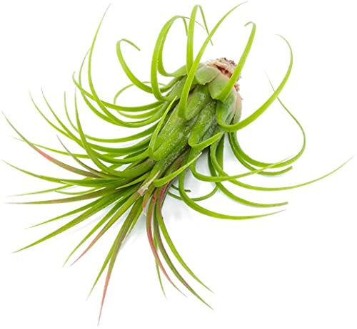DECOALIVE Planta del Aire de Color Verde Planta Natural, 8435712002431