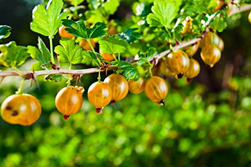 1st. gelbe Stachelbeere Hochstamm im Topf Höhe 70-100cm Ribes uva-crispa ́Hinnonmäki gelb ́