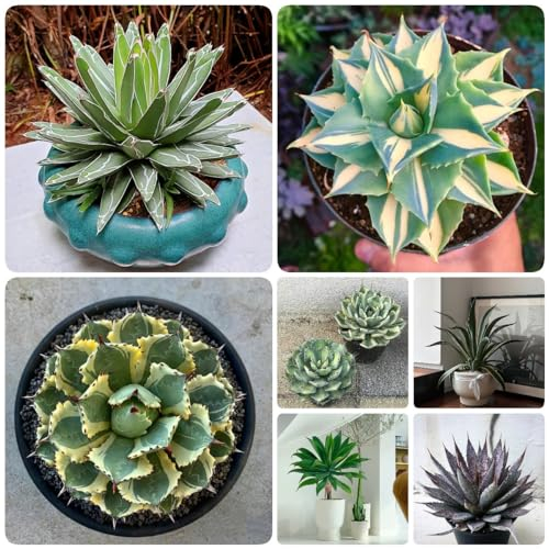250 Pcs Agave Samen, Sukkulenten Samen, Steingartenpflanzen Winterhart, Hydrokultur Pflanzen Agave Pflanze Samen - Agave Americana - Pflanzen Für Sonnige Plätze, Kräuter Pflanzen Zimmerpflanzen