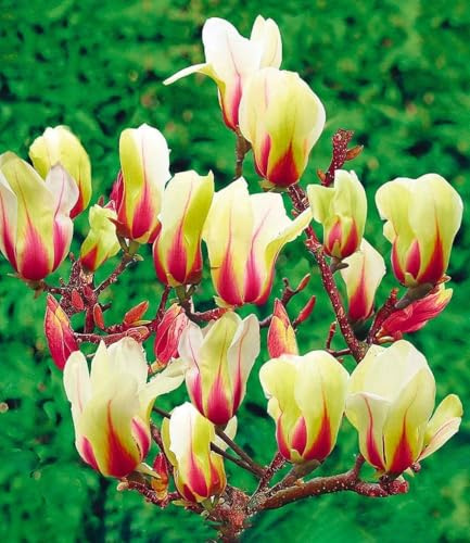 BALDUR Garten 1x Magnolie Sunrise, Pflanze im 3 Liter-Topf