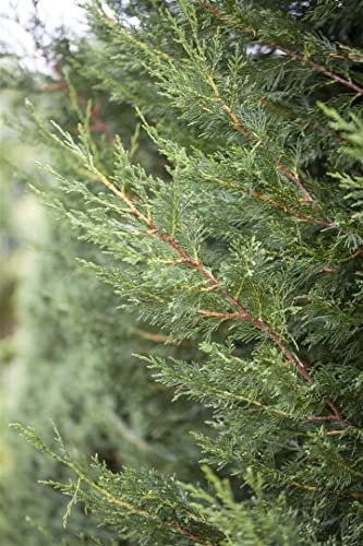 Leyland-Zypresse 'Typ 2001' 60-80 cm Topf Cupressocyparis leylandii | Cupressocyparis leylandii, schnellwachsend, schnittverträglich, sonnig bis halbschattig, dichte Hecke, winterhart bis -20 °C