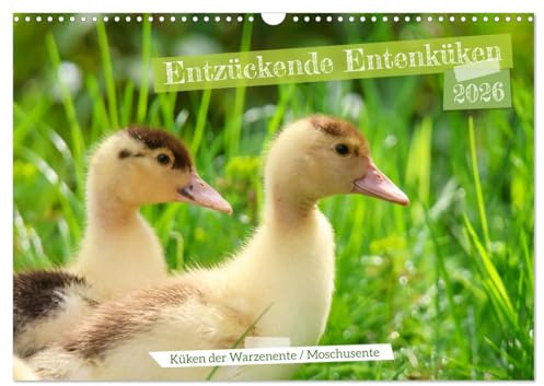 Entzückende Entenküken (Wandkalender 2026 DIN A3 quer), CALVENDO Monatskalender: Bezaubernde Tierfotografie (CALVENDO Tiere)
