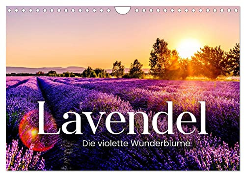 Lavendel - Die violette Wunderblume (Wandkalender 2026 DIN A4 quer), CALVENDO Monatskalender: Wie in der Provence. (CALVENDO Natur)