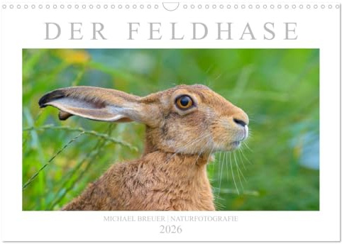 Der Feldhase (Wandkalender 2026 DIN A3 quer), CALVENDO Monatskalender: Einmalige Porträts der Langohren (CALVENDO Tiere)