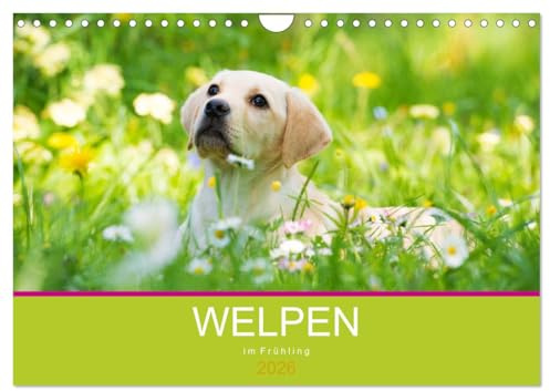 Welpen im Frühling (Wandkalender 2026 DIN A4 quer), CALVENDO Monatskalender: Hundewelpen entdecken die Natur (CALVENDO Tiere)
