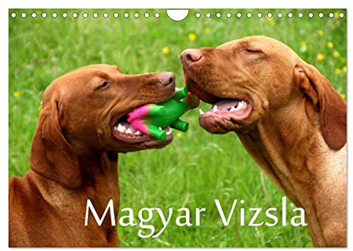Magyar Vizsla (Wandkalender 2024 DIN A4 quer), CALVENDO Monatskalender: Ungarische Vorstehhunde mit Charme und Herz (CALVENDO Tiere)