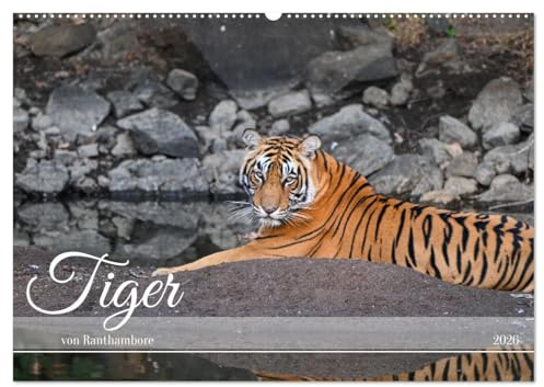 Tiger von Ranthambore (Wandkalender 2026 DIN A2 quer), CALVENDO Monatskalender: Wilde Raubkatzen hautnah (CALVENDO Tiere)