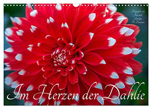 Im Herzen der Dahlie (Wandkalender 2026 DIN A3 quer), CALVENDO Monatskalender: Die Dahlie - bezaubernd, verfüherisch und betörend (CALVENDO Natur)