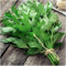 Pacchetto di 500 semi, levistico Herb Seeds (Levisticum officinale)