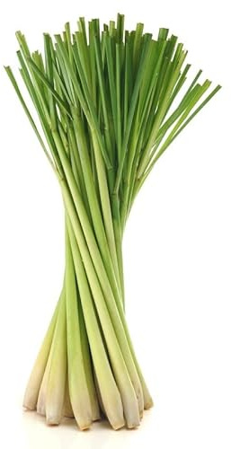 Semillas Lemon Grass Planta con Muchas Propiedades Medicinales