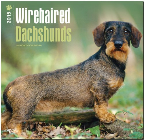Wirehaired Dachshunds 2015 - Rauhhaardackel: Original BrownTrout-Kalender [Mehrsprachig] [Kalender] (Wall-Kalender)