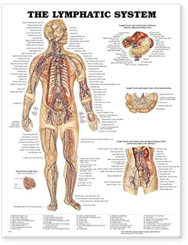 Lymphatic System Chart