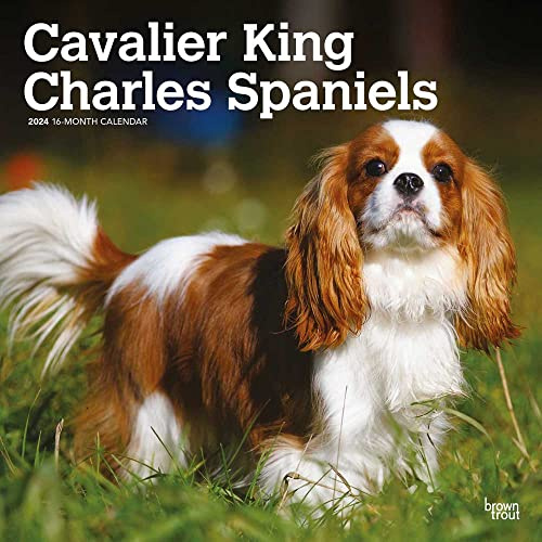Cavalier King Charles Spaniels 2024 Square