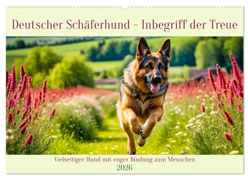 Deutscher Schäferhund - Inbegriff der Treue (Wandkalender 2026 DIN A2 quer), CALVENDO Monatskalender: Vielseitiger Hund mit enger Bindung zum Menschen (CALVENDO Tiere)