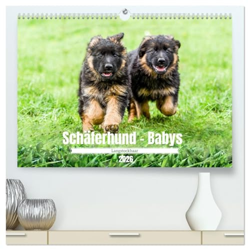Langstockhaar - Schäferhund - Babys (hochwertiger Premium Wandkalender 2026 DIN A2 quer), Kunstdruck in Hochglanz: Ein Besuch bei wunderschöne Welpen ... des Deutschen Schäferhundes. (CALVENDO Tiere)