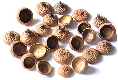 25 Stück Natur Eichel Hütchen Kappen von Einer Roteiche Herbst Winter Bastel- und Deko Artikel