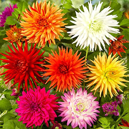 5 x Dahlia Cactus Mixed – Charming Colourful Blooms – Perennial – Summer Flowering Bulbs – for Your Beautiful Garden