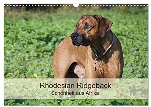 Rhodesian Ridgeback Schönheit aus Afrika (Wandkalender 2025 DIN A3 quer), CALVENDO Monatskalender: Faszination Rhodesian Ridgeback - Momentaufnahmen aus dem alltäglichen Leben (CALVENDO Tiere)