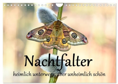 Nachtfalter - heimlich unterwegs, aber unheimlich schön (Wandkalender 2026 DIN A4 quer), CALVENDO Monatskalender: Makroaufnahmen von wunderschönen Nachtfaltern (CALVENDO Tiere)
