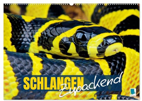 Schlangen: Zupackend (Wandkalender 2026 DIN A2 quer), CALVENDO Monatskalender: Boa, Python, Anakonda: schlanke Reptilien, vielfältige Würgeschlangen (CALVENDO Tiere)