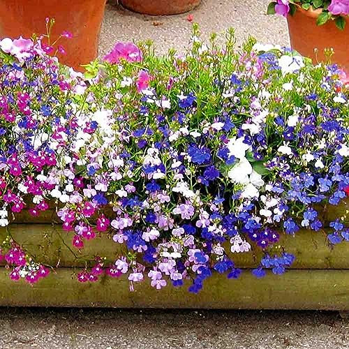 Welldales 50 Trailing Lobelia Seeds Fountain Mix UK Hanging Basket Small Single Flowers