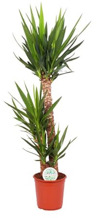 Yucca Elephantipes - 115-125cm - Ø24cm - Plante d'intérieur - Vert persistant