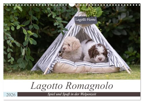 Lagotto Romagnolo - Spiel und Spaß in der Welpenzeit (Wandkalender 2026 DIN A3 quer), CALVENDO Monatskalender: Wunderschöne Einblicke in die Welpenstube der Lagotti. (CALVENDO Tiere)