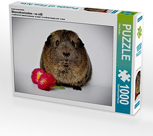 CALVENDO Puzzle EIN Motiv aus dem Kalender Meerschweinchen - so süß | 1000 Teile Lege-Größe 64 x 48 cm Foto-Puzzle für glückliche Stunden