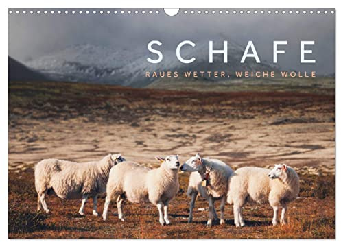 Schafe - Raues Wetter, weiche Wolle (Wandkalender 2026 DIN A3 quer), CALVENDO Monatskalender: Schafe kennen kein schlechtes Wetter, die Frisur sitzt auch bei Windstärke 10. (CALVENDO Tiere)