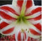 13: 100% Wirklich Amaryllis Samen Amaryllis Blumensamen Amaryllis & Amp; Barbadoslily 50 Stück Hippeastrum Samen/Beutel