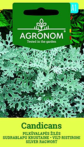AGRONOM | CINERARIO MARINO di semi | Semi di fiori | 1 confezione