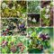 50 pcs felsenbirne baum samen, saatgut alte sorten, kübelpflanzen winterhart felsenbirne pflanze - Amelanchier alnifolia - obstbaum, balkon säulenobst winterhart, samen säulen obstbäume,