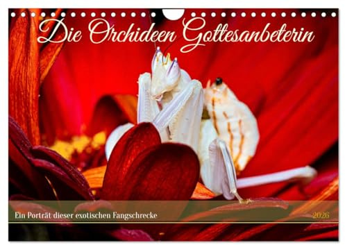 Die Orchideen Gottesanbeterin (Wandkalender 2026 DIN A4 quer), CALVENDO Monatskalender: Die faszinierende Welt der Orchideen Gottesanbeterin (CALVENDO Tiere)