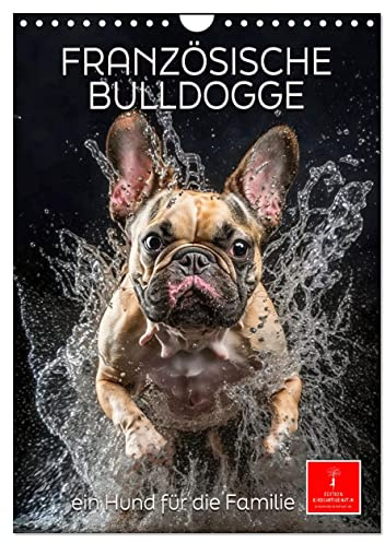 Französische Bulldogge - ein Hund für die Familie (Wandkalender 2026 DIN A4 hoch), CALVENDO Monatskalender: Die Französische Bulldogge - lebendig, unbeschwert, umgänglich (CALVENDO Tiere)