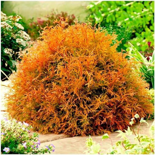 GrowOn Shrubs Dwarf Conifer Thuja Occidentalis 'Rheingold' | Evergreen Shrub | Outdoor Garden Ready Plant