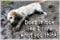 Golden Retriever Dog Funny Flexible Fridge Magnet Gift