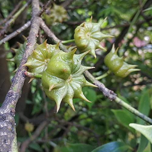 Sternanis Samen Illicium Verum - Bohnenkraut Pflanze Geschenke Für Garten Kunst Pflanzen Fürs Zimmer Gardening Wanddeko Pflanzen Dachbegrünung Seed Winterfeste Pflanzen Für Garten 150 Stück